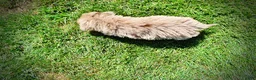 Havapoo dogs for sale: Gorgeous - Ad 7