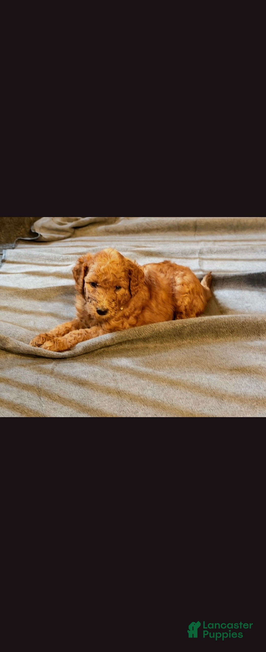Goldendoodle dogs Goldendoodle 8 - Ad 29
