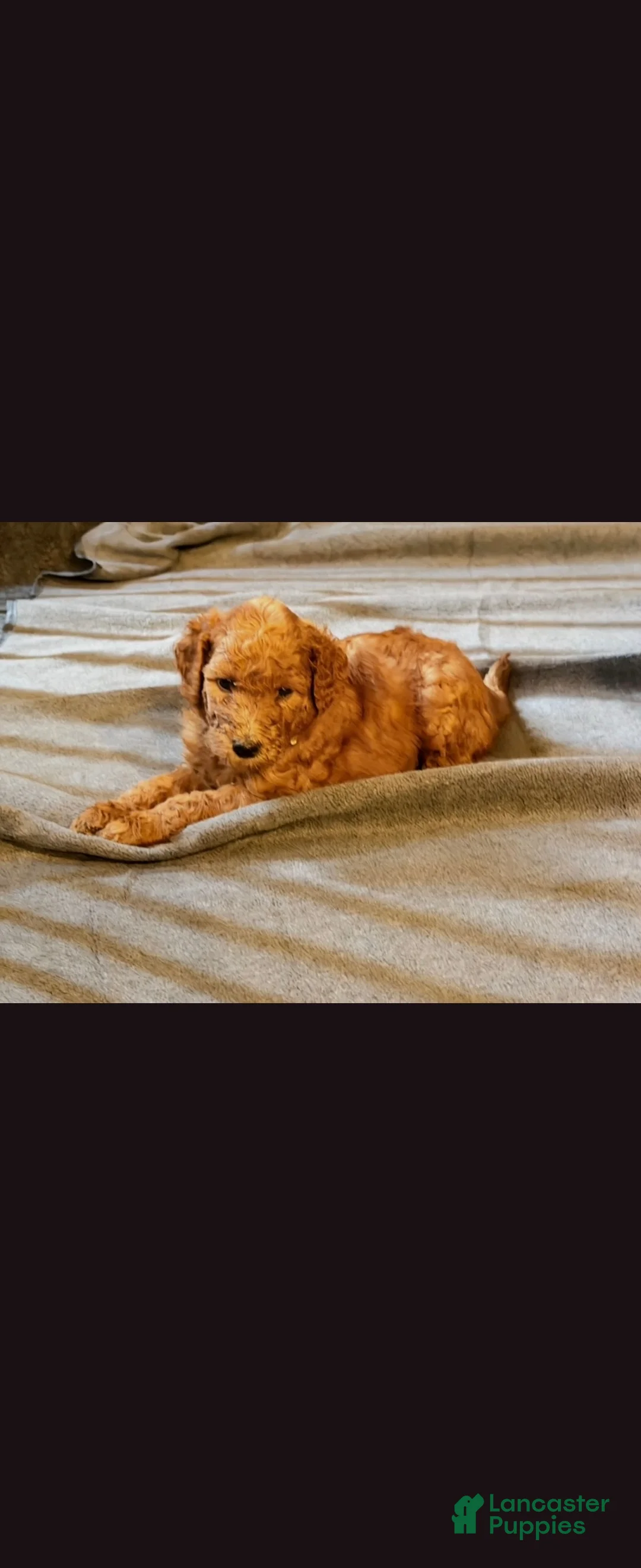 Goldendoodle dogs for sale: Goldendoodle 8 - Ad 1