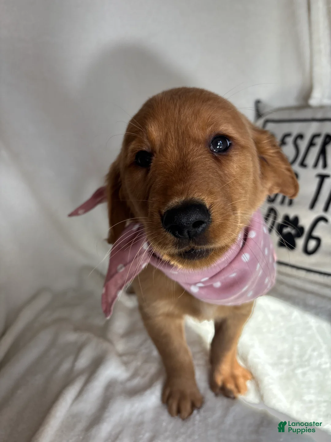 Golden Retriever dogs for sale: Gigi - Ad 5