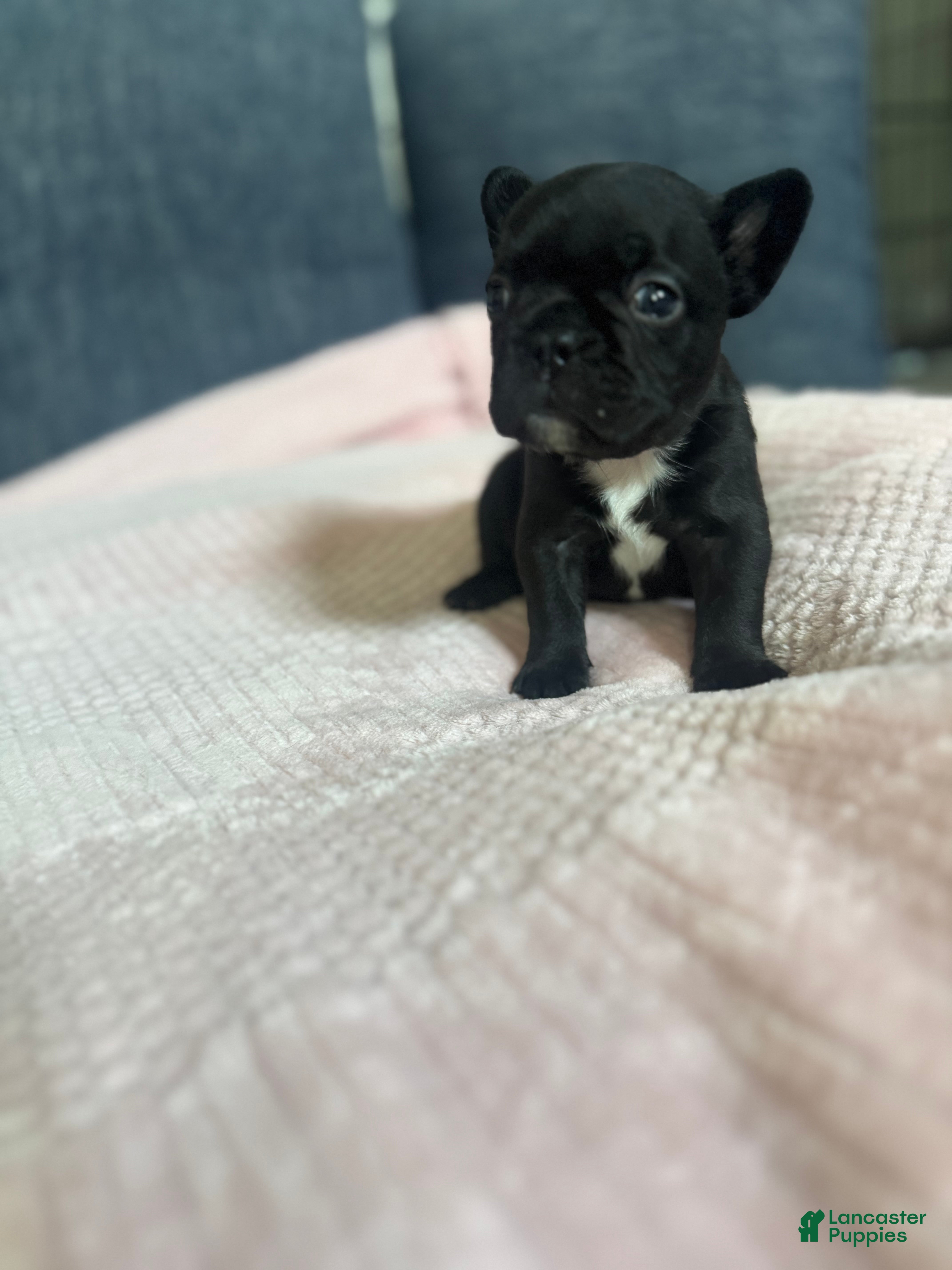 French Bulldog dogs French Bulldog 1 - Ad 30