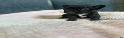 French Bulldog dogs for sale: French Bulldog 1 - Ad 1