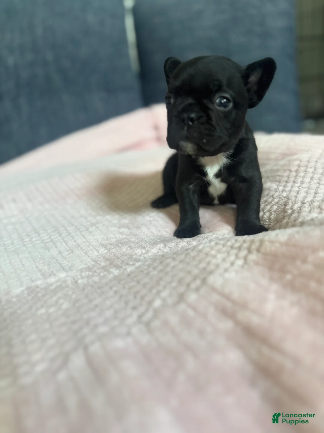 French Bulldog dogs for sale: French Bulldog 1 - Ad 1