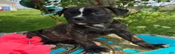 American Bulldog dogs for sale: Olivia - Ad 5