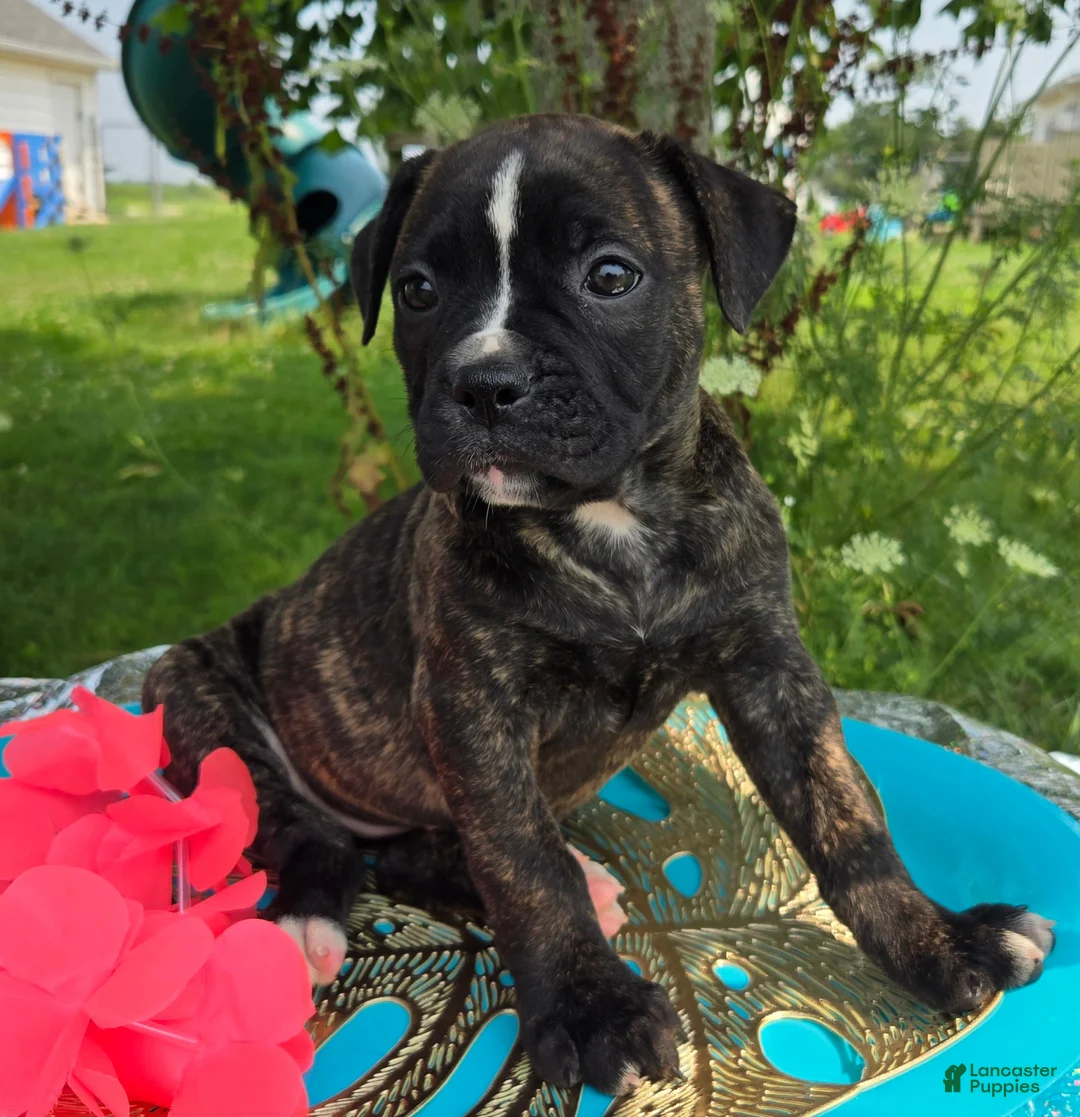 American Bulldog dogs for sale: Olivia - Ad 5
