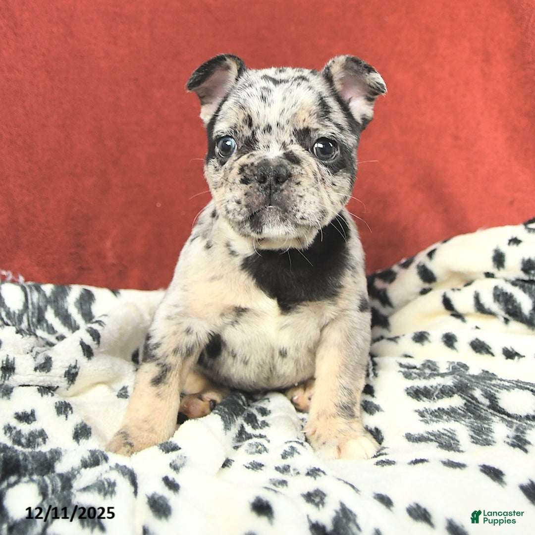 French Bulldog dogs for sale: Maxwell - Ad 4