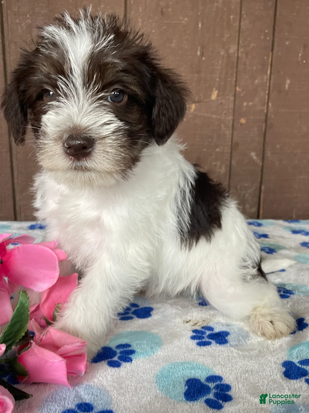 Miniature Schnauzer dogs for sale: Popcorn - Ad 2