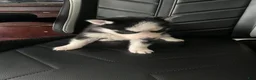 Siberian Husky dogs for sale: Siberian Husky Puppy 5 - Ad 2