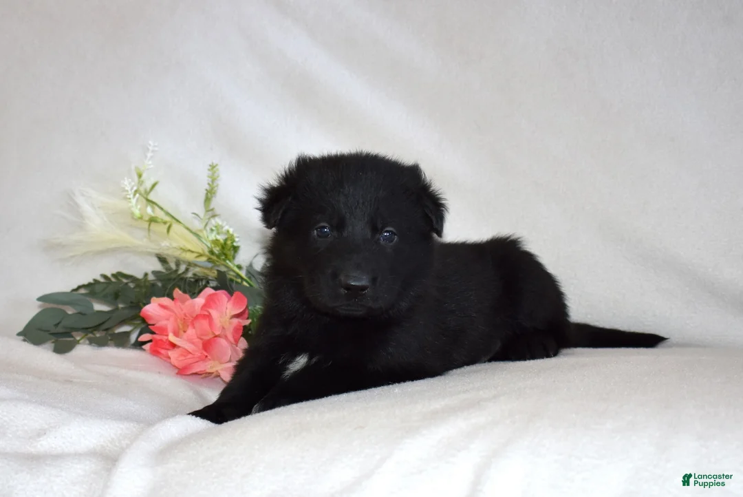 German Shepherd dogs for sale: Shadow - Ad 4