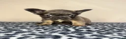 French Bulldog dogs for sale: French Bulldog 2 - Ad 11
