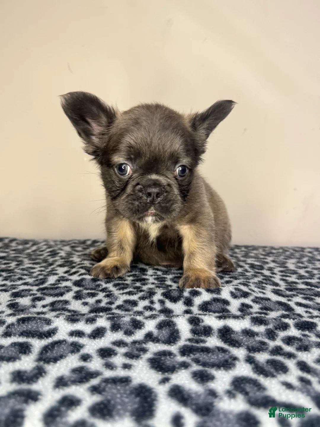 French Bulldog dogs for sale: French Bulldog 2 - Ad 11