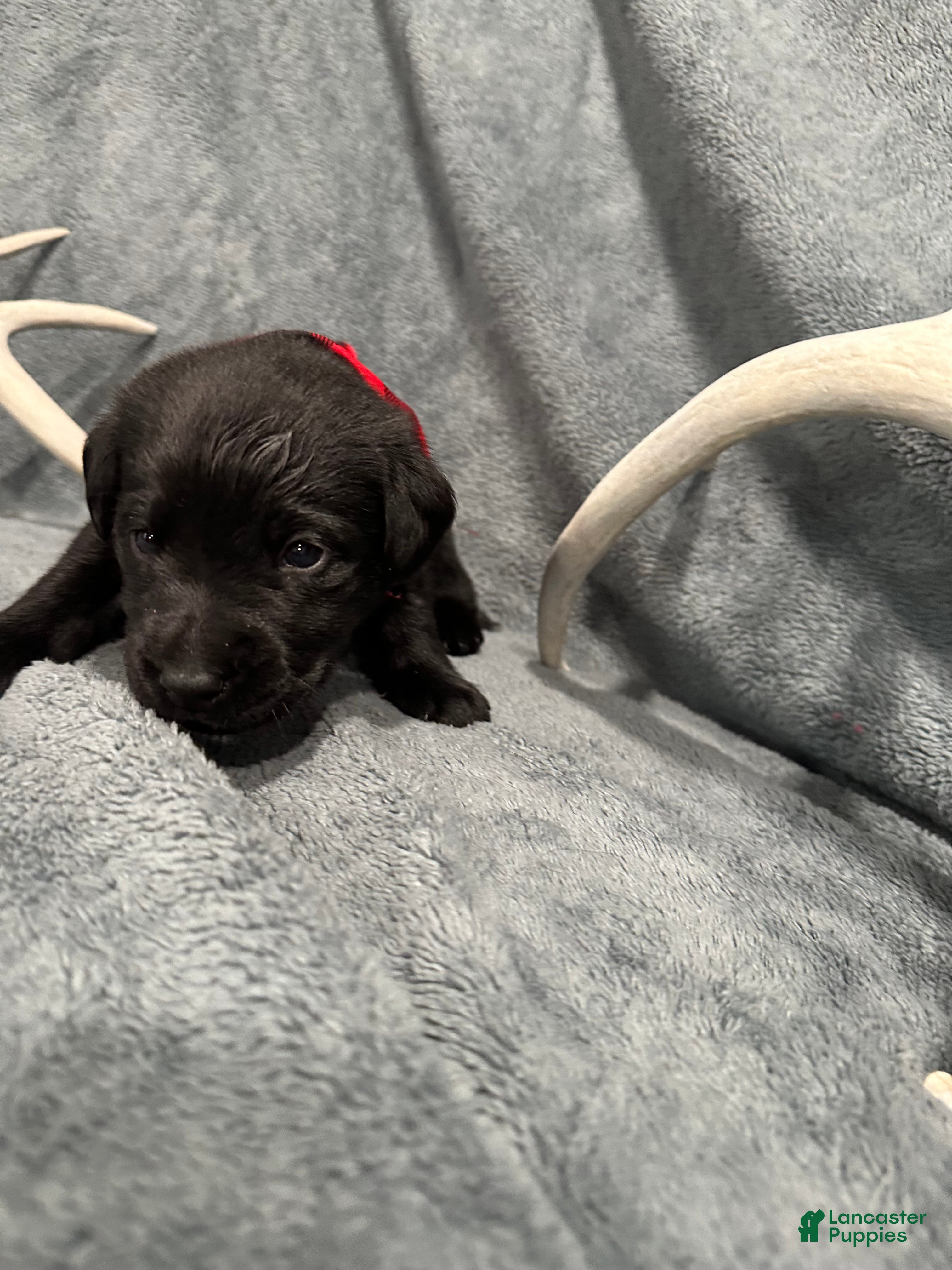 Labrador Retriever dogs for sale: Jypsy - Ad 1