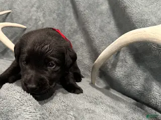 Labrador Retriever dogs Jypsy - Ad 22