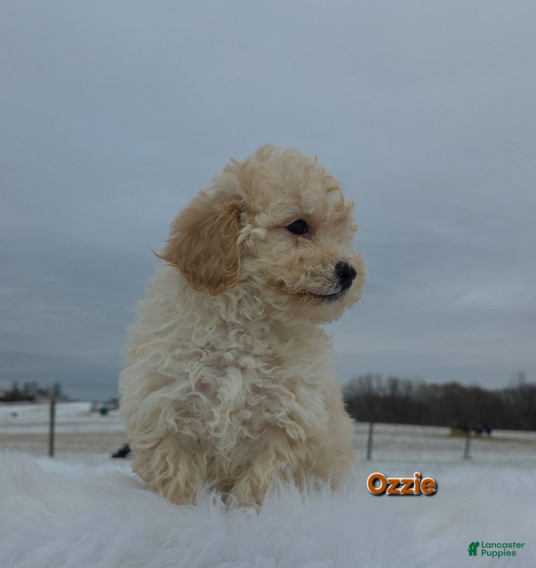 Maltipoo dogs for sale: Ozzie - Ad 4