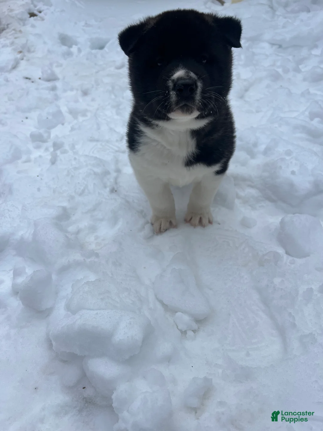 Akita dogs for sale: Dancer - Ad 1