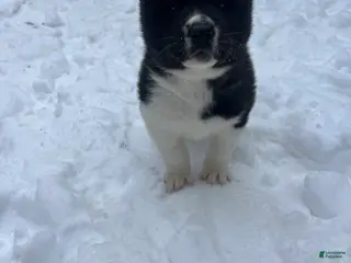 Akita dogs Dancer - Ad 2