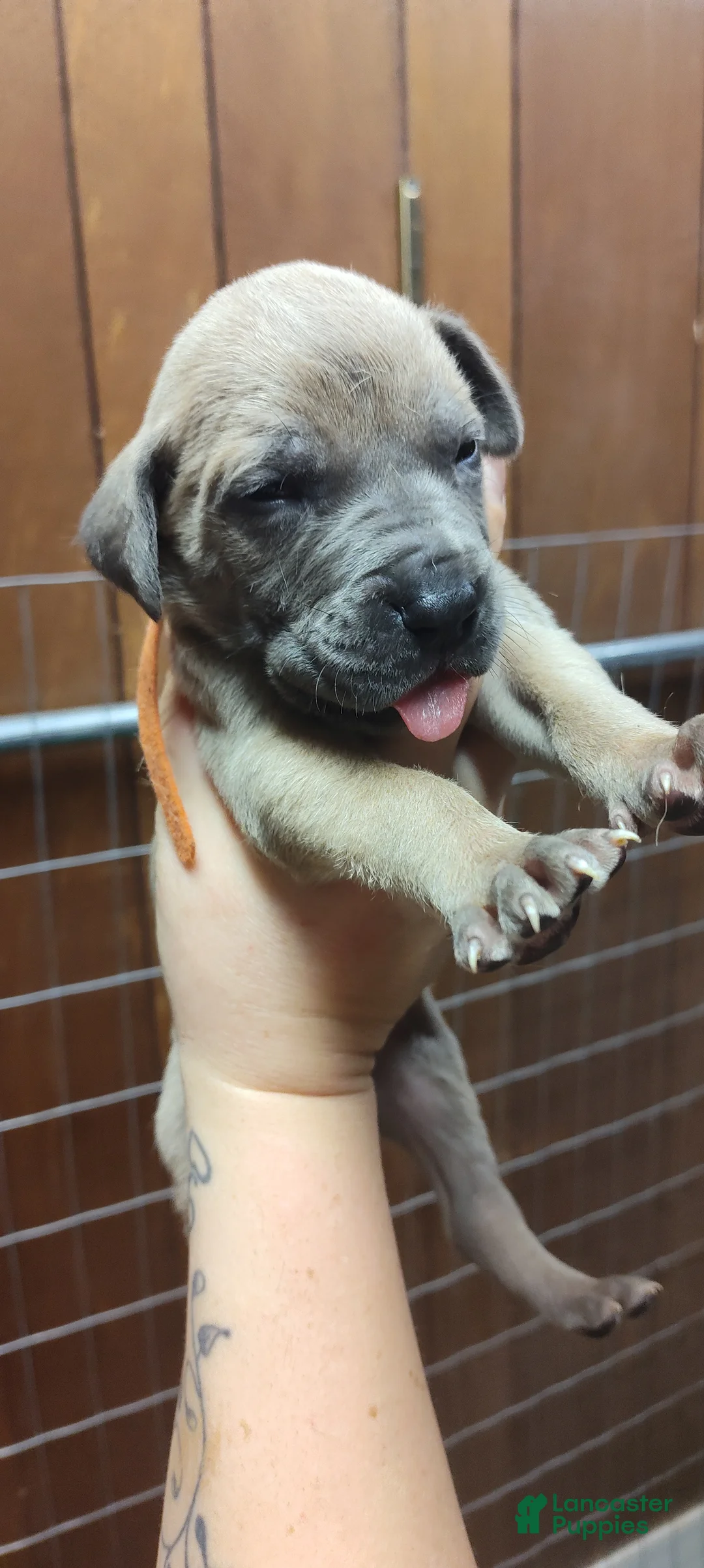 Great Dane dogs for sale: Great Dane Puppy 4 - Ad 1