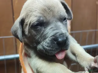 Great Dane dogs Great Dane Puppy 4 - Ad 12