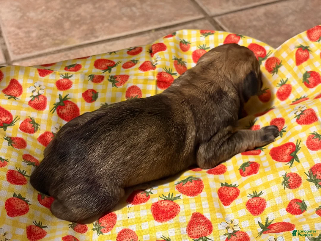 Mixed Breed dogs for sale: Green Boy - Ad 2