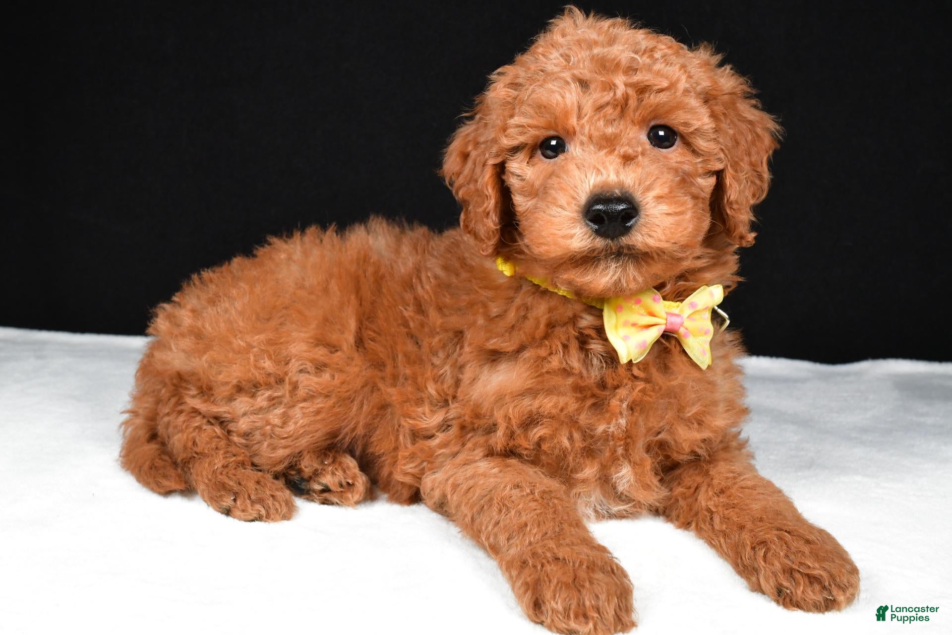 Mini Goldendoodle dogs Sammy F1B - Ad 2