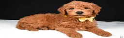Mini Goldendoodle dogs for sale: Sammy F1B - Ad 2