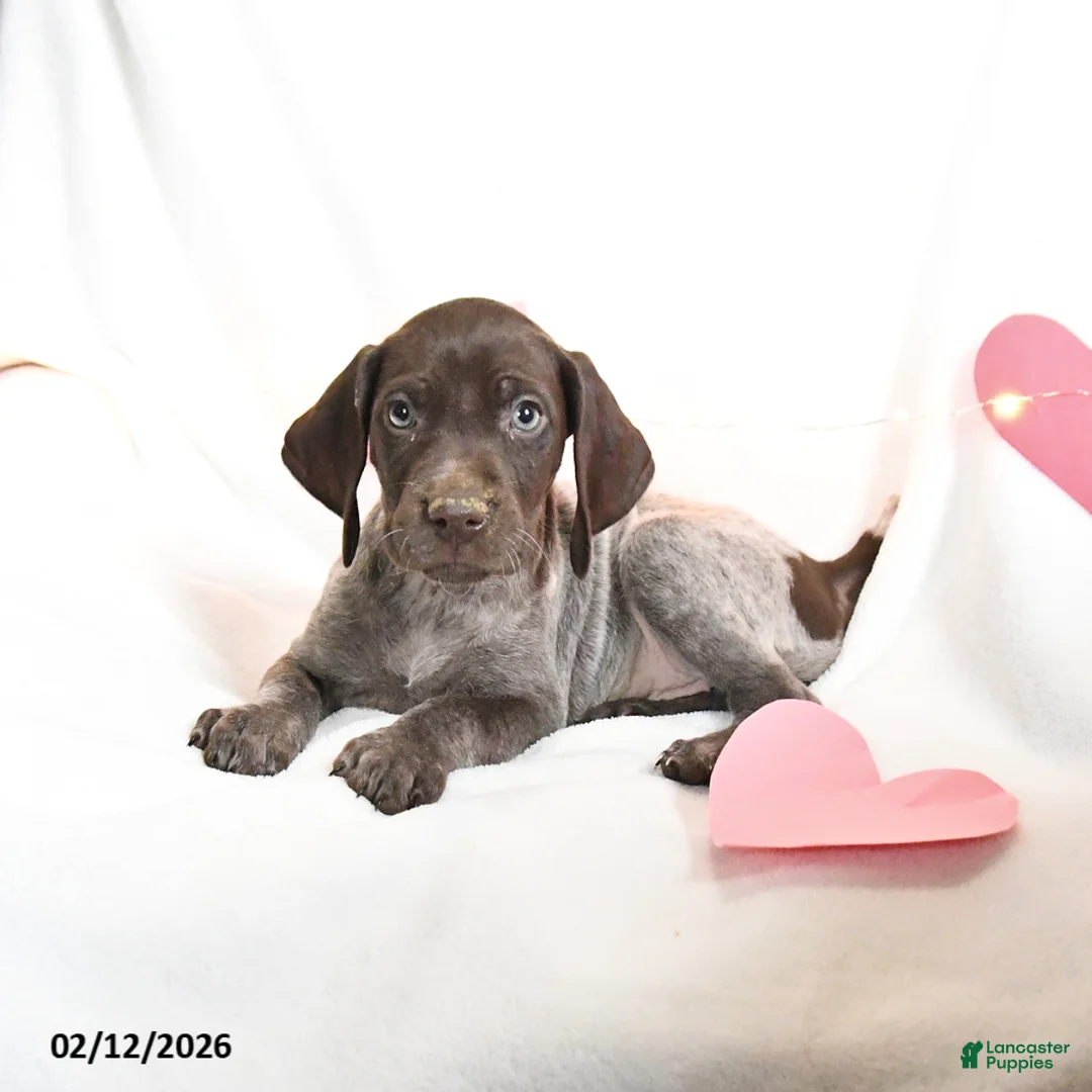 German Shorthaired Pointer dogs for sale: Rosebud - Ad 5