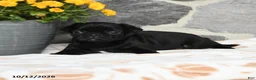 Pug dogs for sale: Mochi - Ad 3