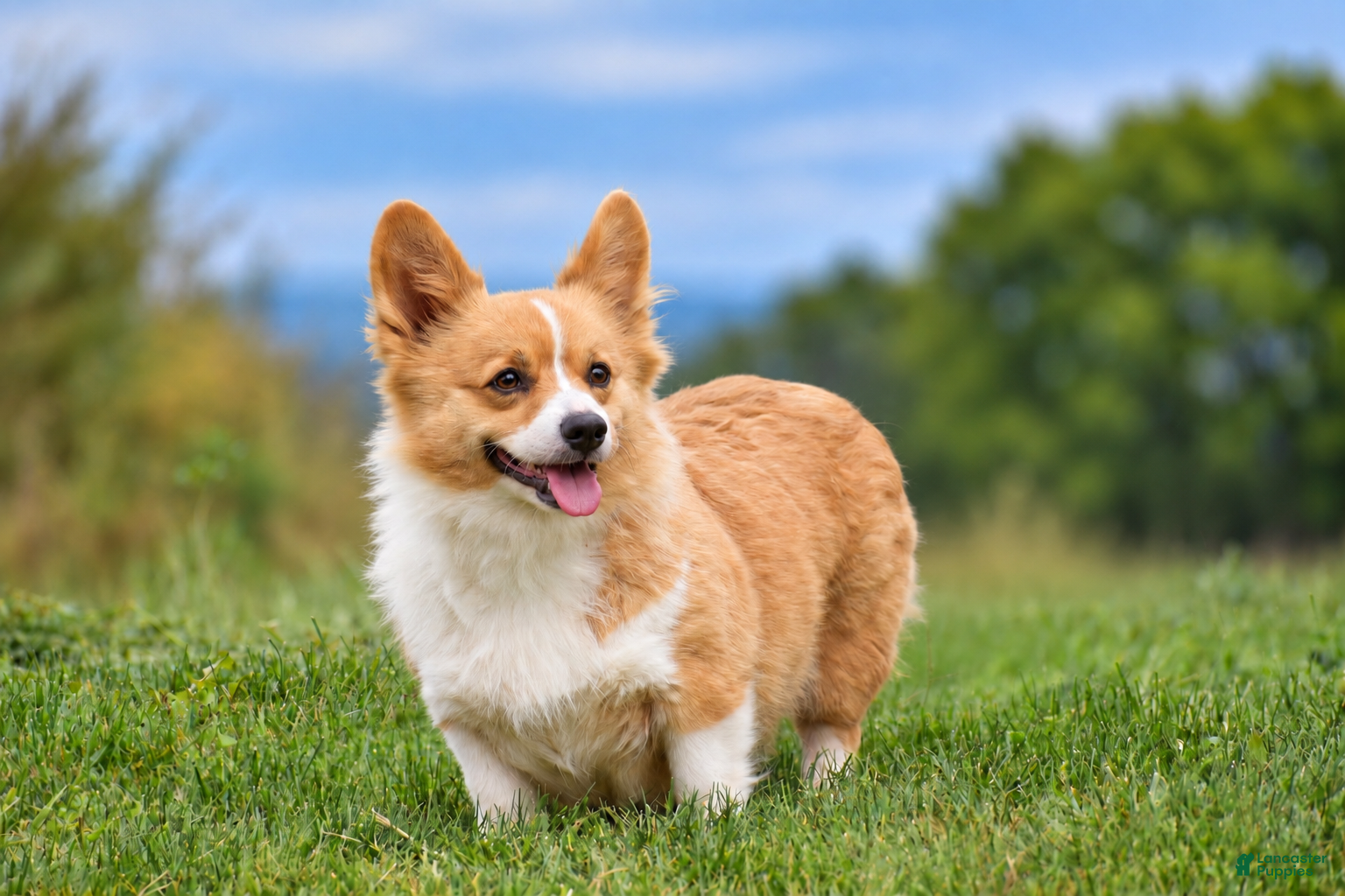 Welsh Corgi Pembroke dogs for sale: Cali - Ad 2