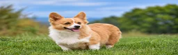 Welsh Corgi Pembroke dogs for sale: Cali - Ad 2
