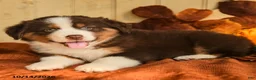Australian Shepherd dogs for sale: Rusty - Ad 4
