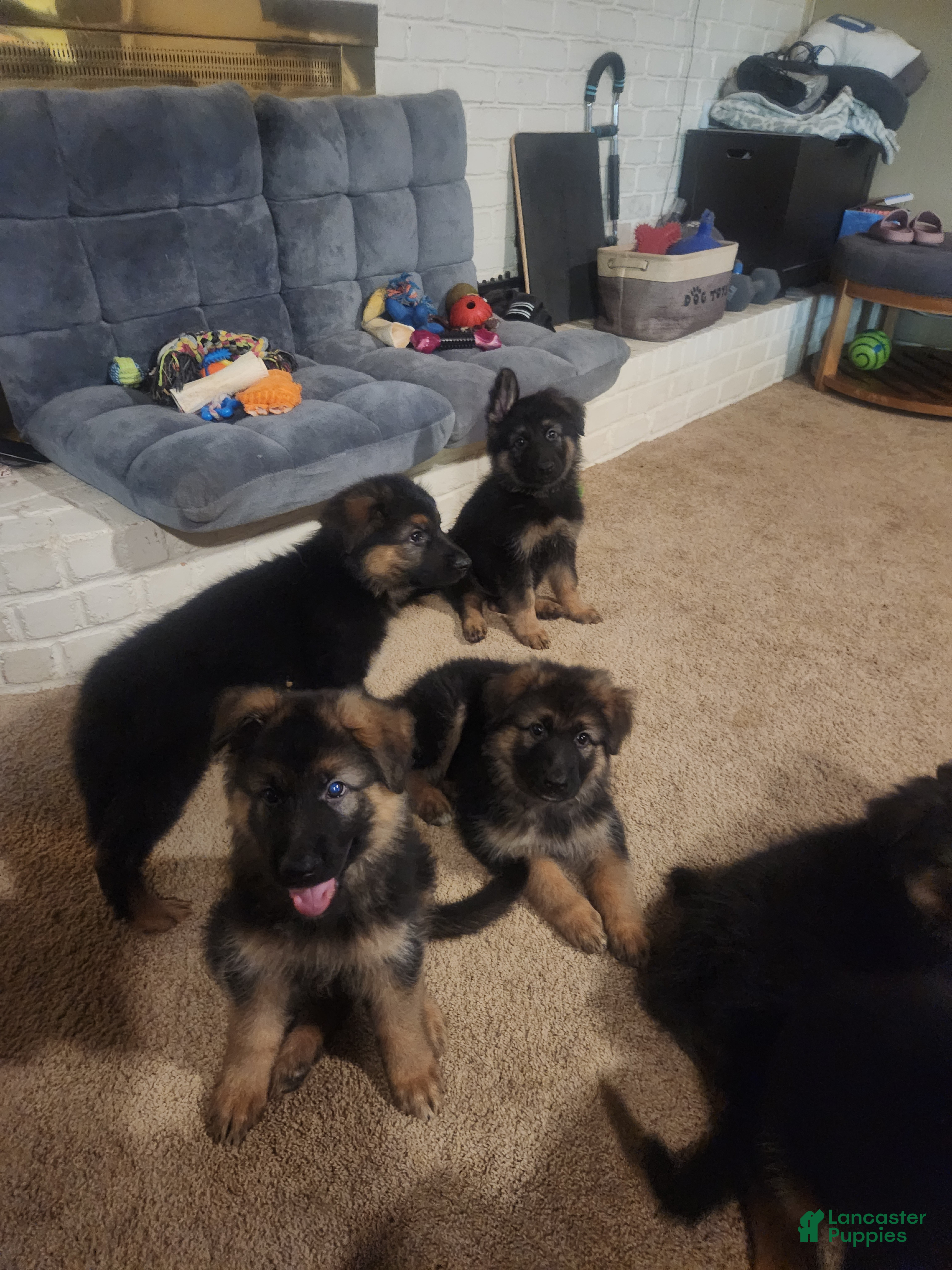 German Shepherd dogs German Shepherd 1 - Ad 2