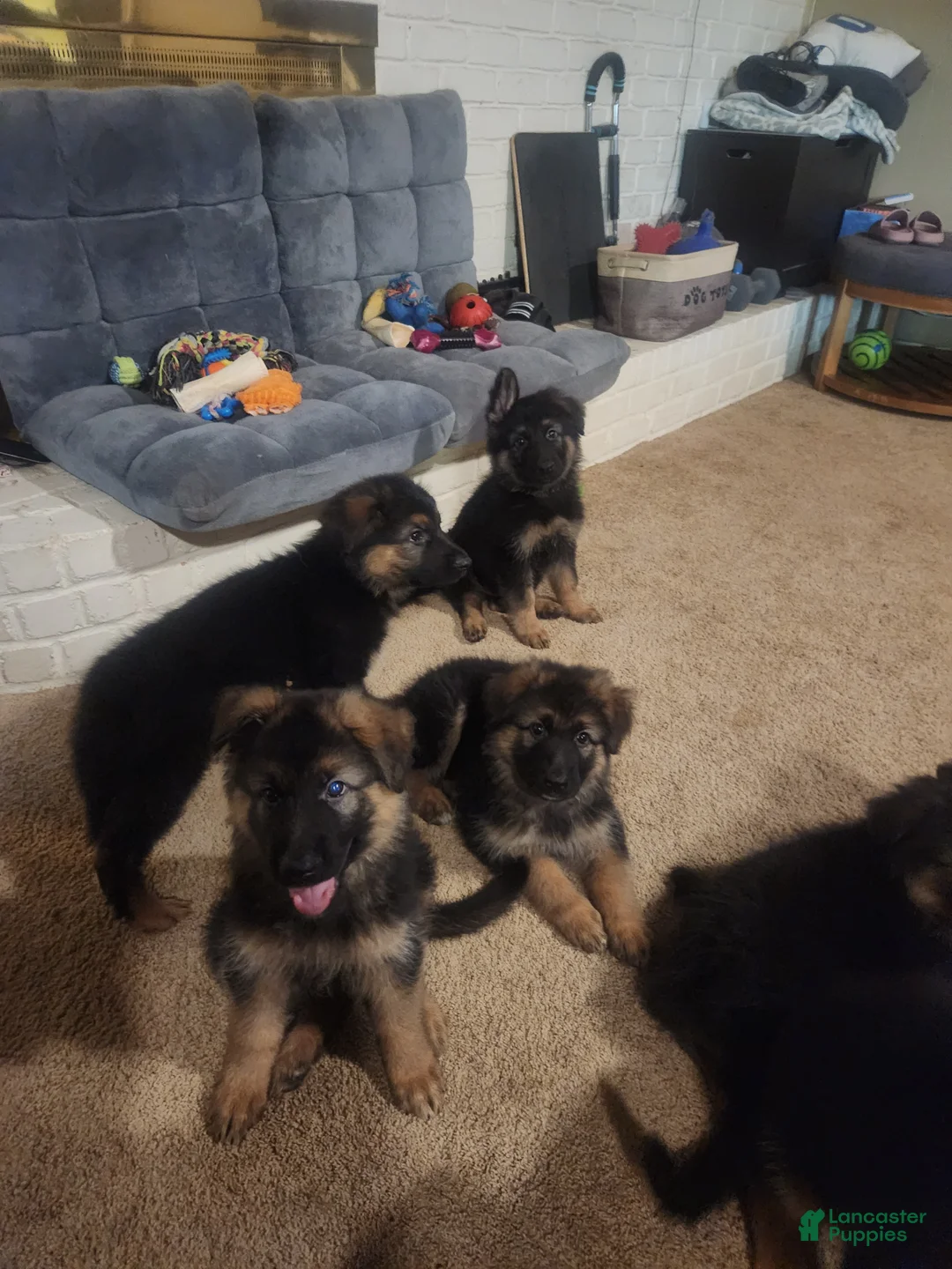 German Shepherd dogs for sale: German Shepherd 1 - Ad 2