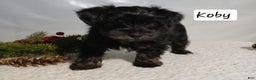 Yorkiepoo dogs for sale: Koby - Ad 5