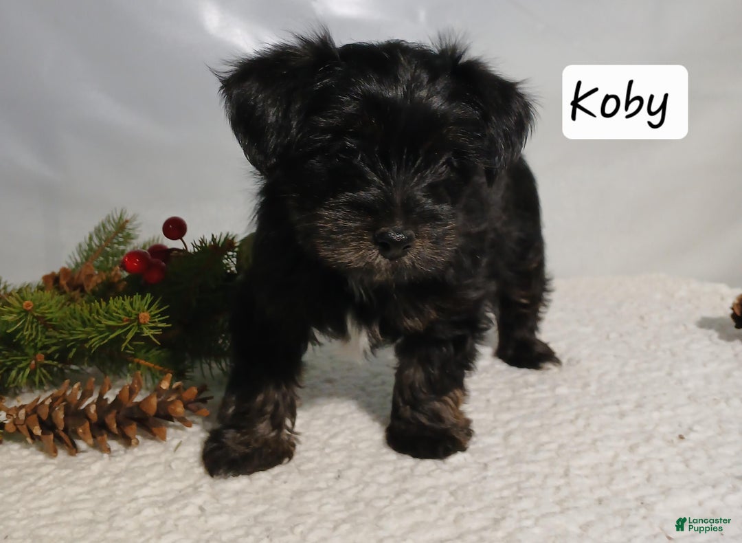 Yorkiepoo dogs for sale: Koby - Ad 5