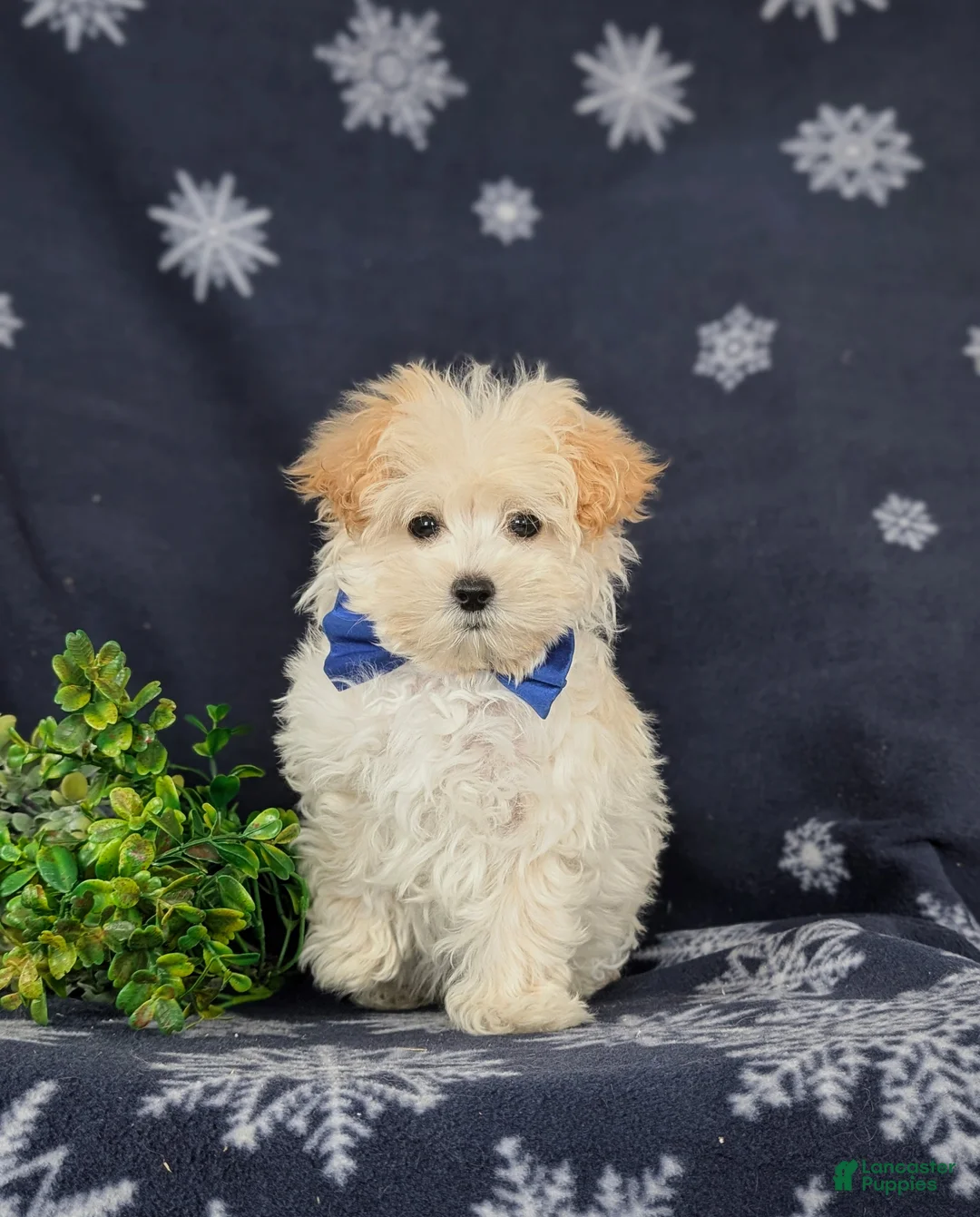 Maltipoo dogs for sale: Brock 7 lbs Full Grown - Ad 6