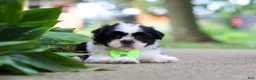 Shih Tzu dogs for sale: Huckleberry - Ad 2