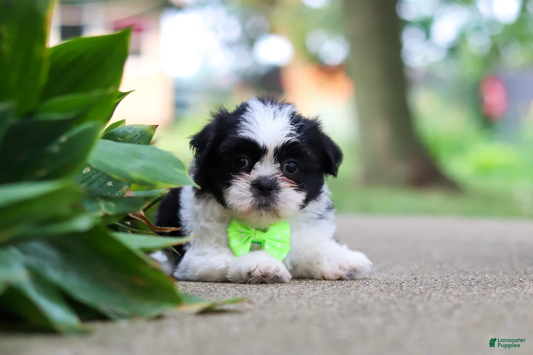 Shih Tzu dogs for sale: Huckleberry - Ad 2