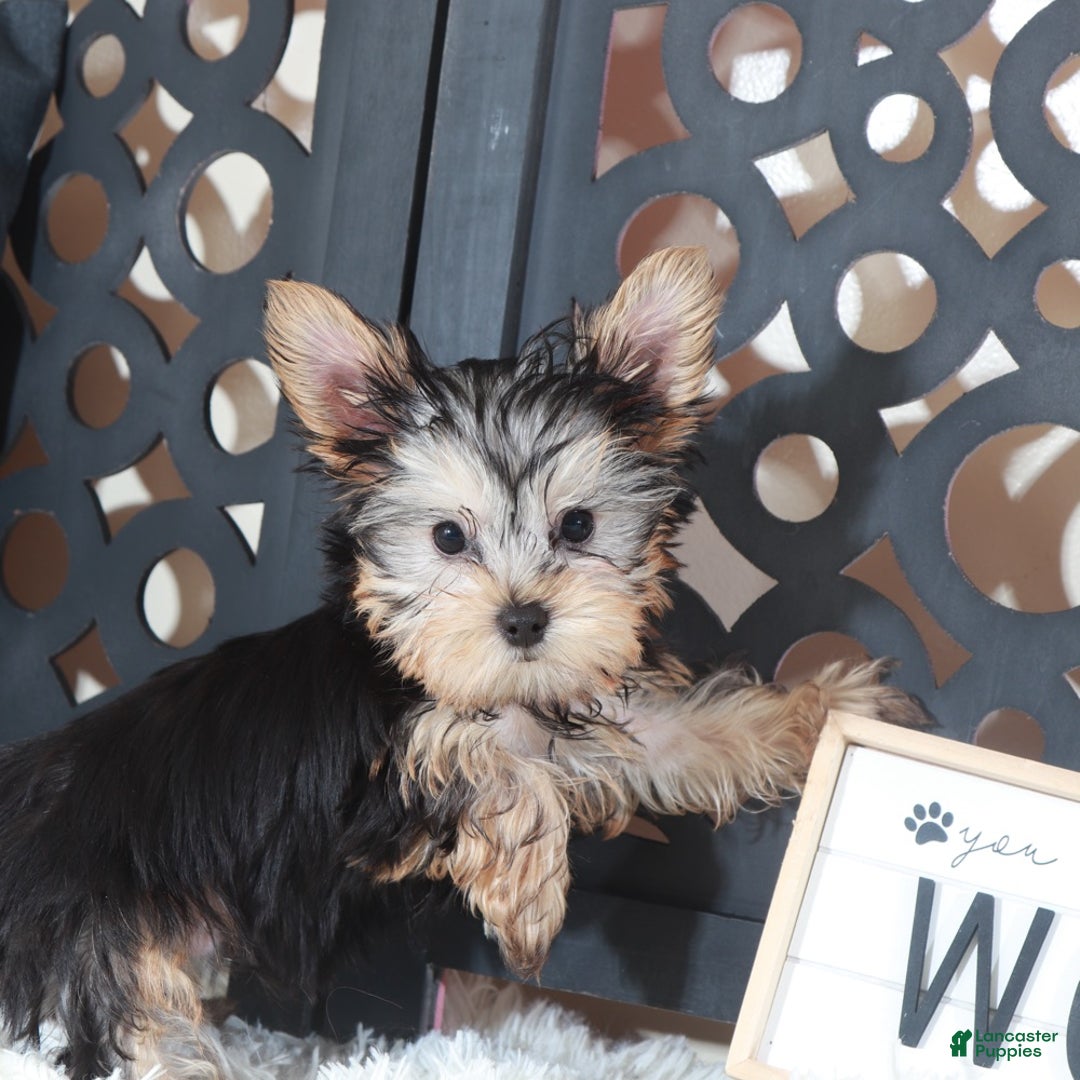 Yorkshire Terrier dogs for sale: Buckeye Teacup - Ad 2