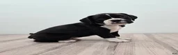 Boxer dogs for sale: Oreo - Ad 5