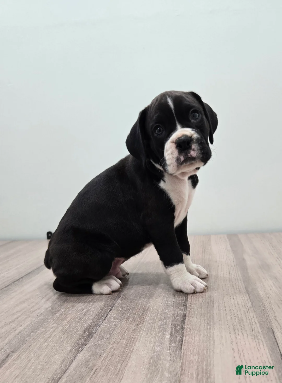 Boxer dogs for sale: Oreo - Ad 5