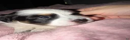 Mixed Breed dogs for sale: Mixed Breed 1 - Ad 2