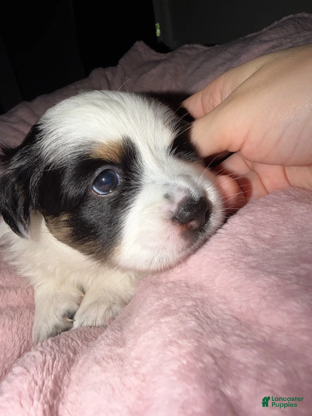 Mixed Breed dogs for sale: Mixed Breed 1 - Ad 2