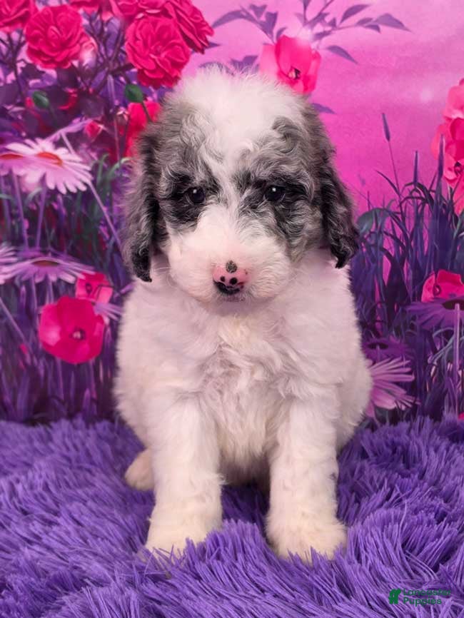 Mini Sheepadoodle dogs Skittles - Ad 14