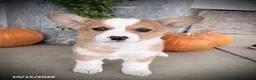 Welsh Corgi Pembroke dogs for sale: Becky - Ad 1