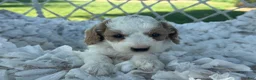 Cavapoo dogs for sale: Clementine  - Ad 9