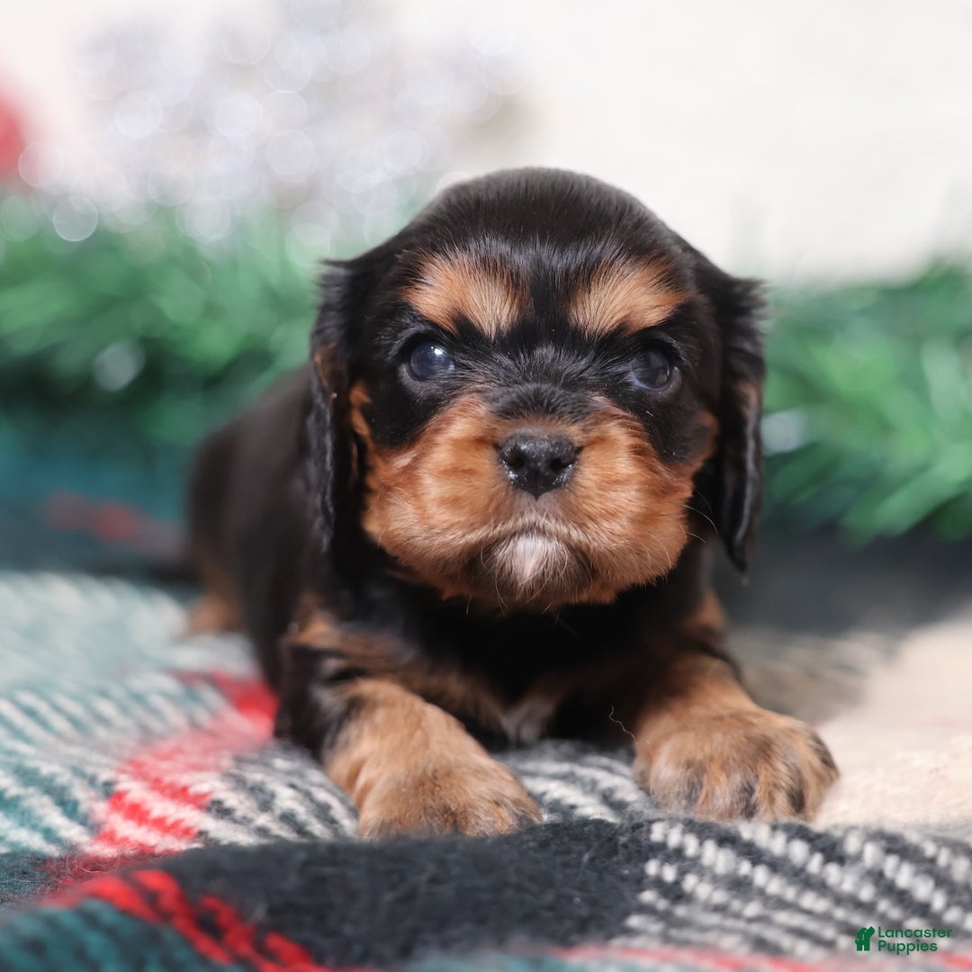 Cavalier King Charles Spaniel dogs for sale: Nora | Genetically Screened  - Ad 6