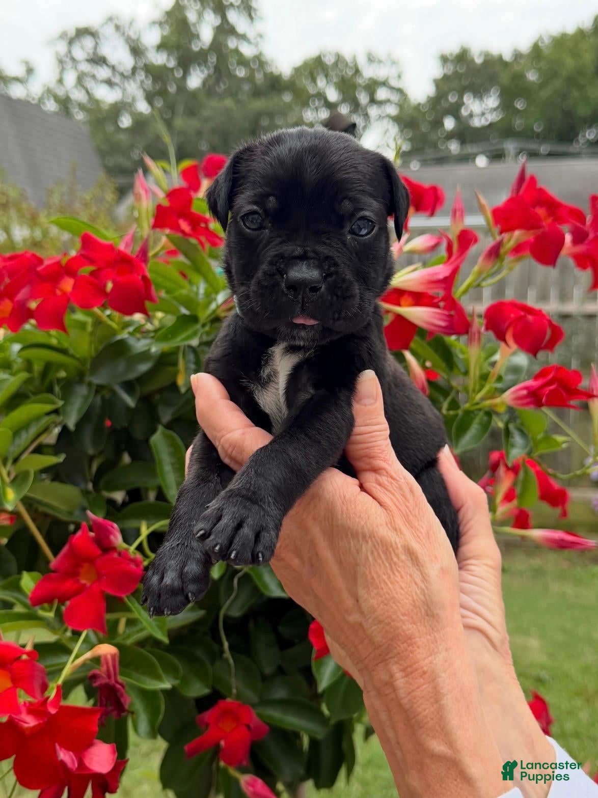 Cane Corso dogs Cane Corso (Sky) - Ad 1