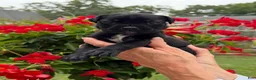 Cane Corso dogs for sale: Cane Corso (Sky) - Ad 1