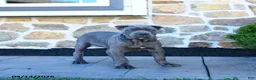 Cane Corso dogs for sale: Tessa - Ad 1