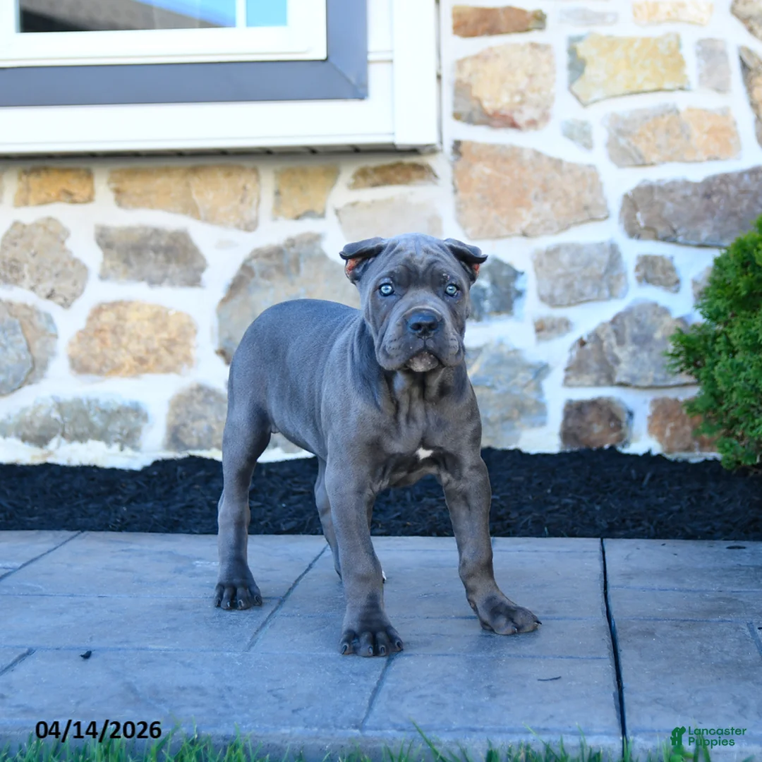 Cane Corso dogs for sale: Tessa - Ad 1